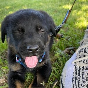 Meet your Posher, Izzy